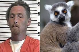 crazy-theft-case-los-angeles-lemur.jpg